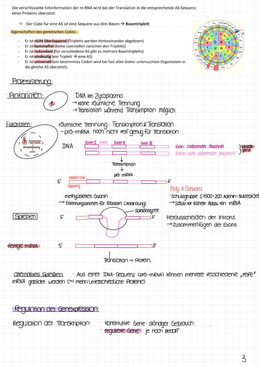 Biologie Klausur
1 Molekulargenetik
· Gen: DNA-Abschnitt mit Information zur Bildung eines Proteins (~Bauanweisung)
Genom: gesamtes Erbgut
A