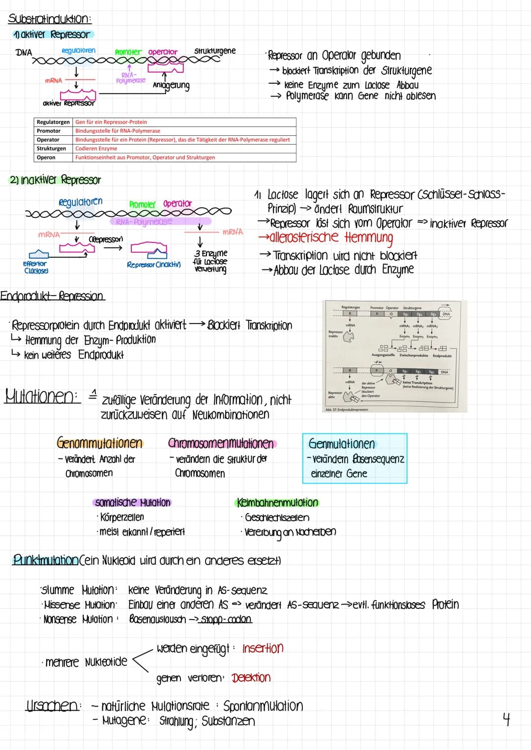 Biologie Klausur
1 Molekulargenetik
· Gen: DNA-Abschnitt mit Information zur Bildung eines Proteins (~Bauanweisung)
Genom: gesamtes Erbgut
A