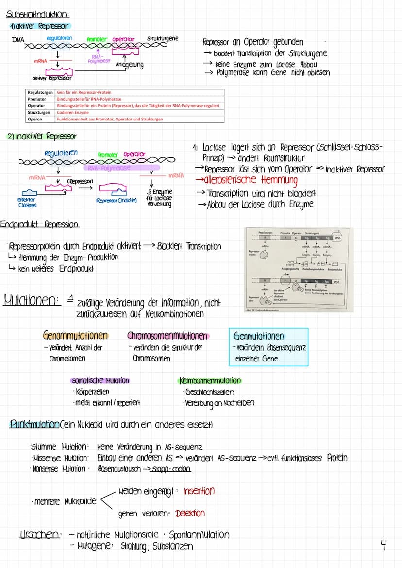Biologie Klausur
1 Molekulargenetik
· Gen: DNA-Abschnitt mit Information zur Bildung eines Proteins (~Bauanweisung)
Genom: gesamtes Erbgut
A