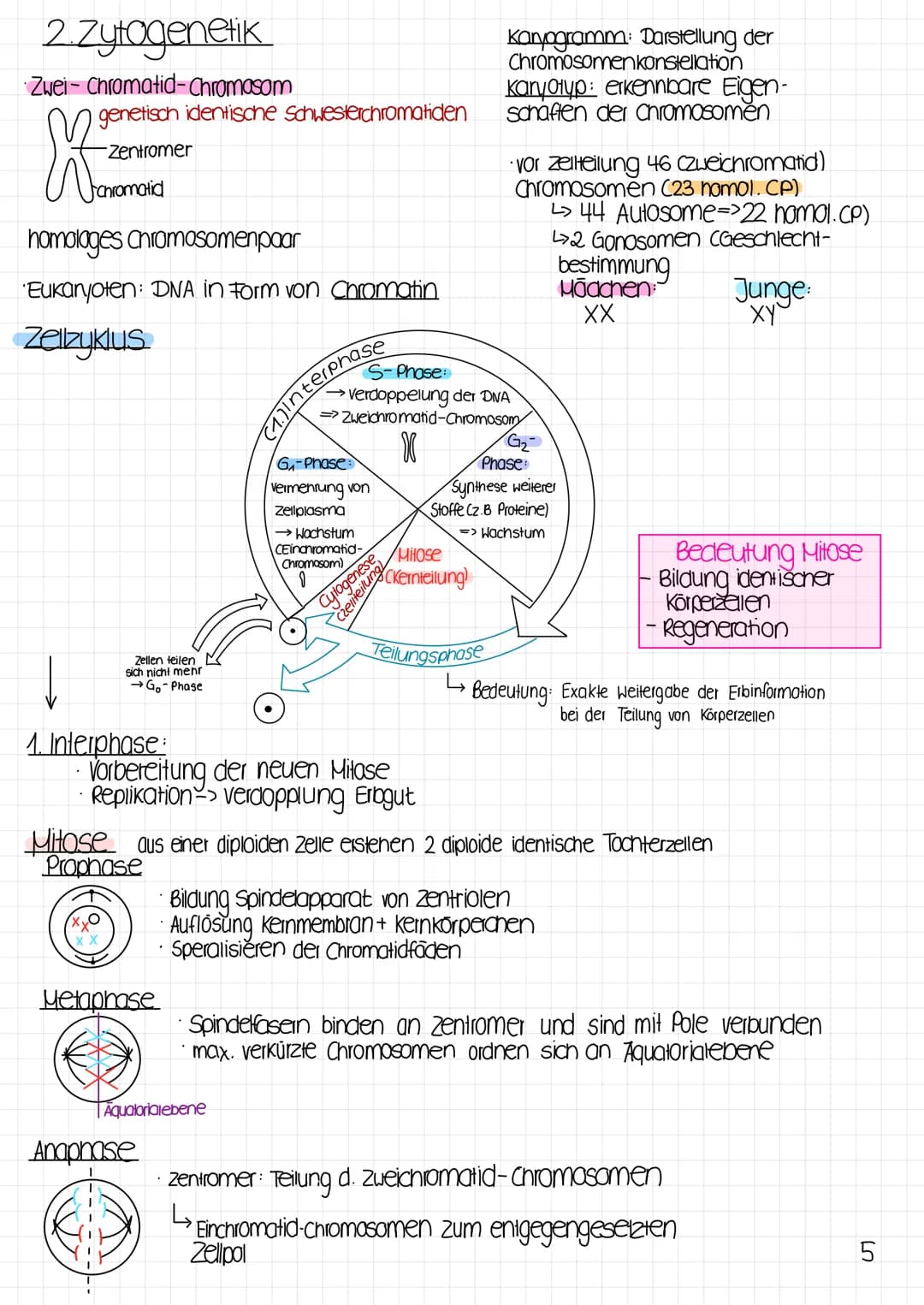 Biologie Klausur
1 Molekulargenetik
· Gen: DNA-Abschnitt mit Information zur Bildung eines Proteins (~Bauanweisung)
Genom: gesamtes Erbgut
A
