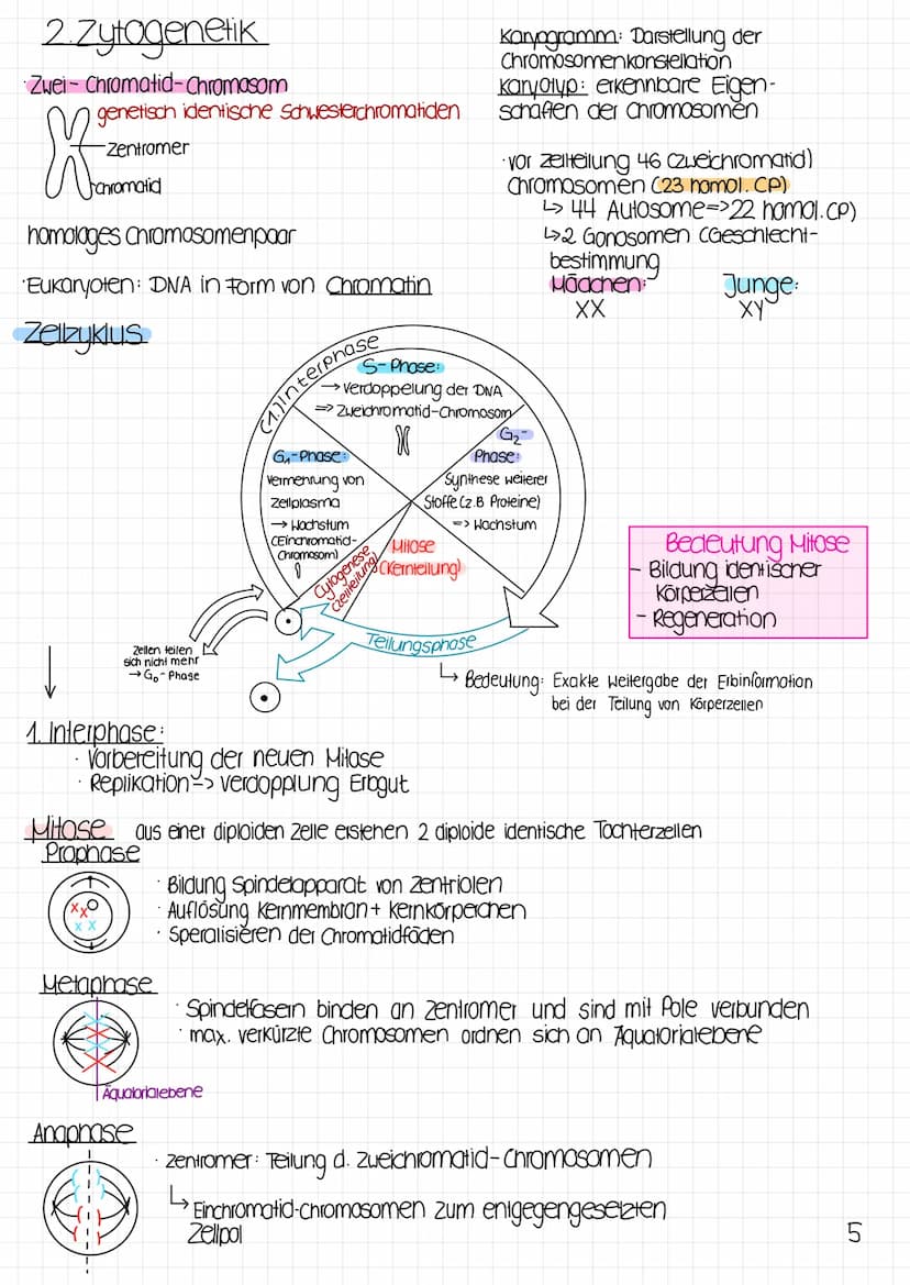 Biologie Klausur
1 Molekulargenetik
· Gen: DNA-Abschnitt mit Information zur Bildung eines Proteins (~Bauanweisung)
Genom: gesamtes Erbgut
A