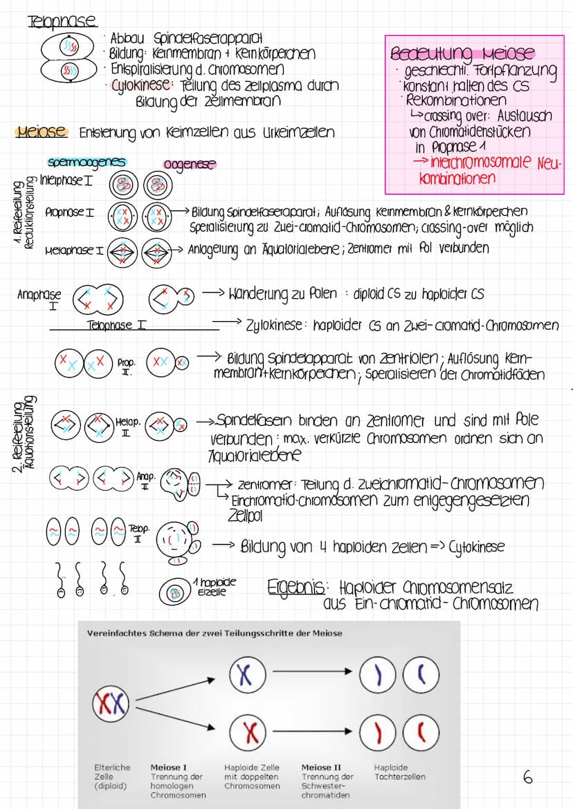 Biologie Klausur
1 Molekulargenetik
· Gen: DNA-Abschnitt mit Information zur Bildung eines Proteins (~Bauanweisung)
Genom: gesamtes Erbgut
A