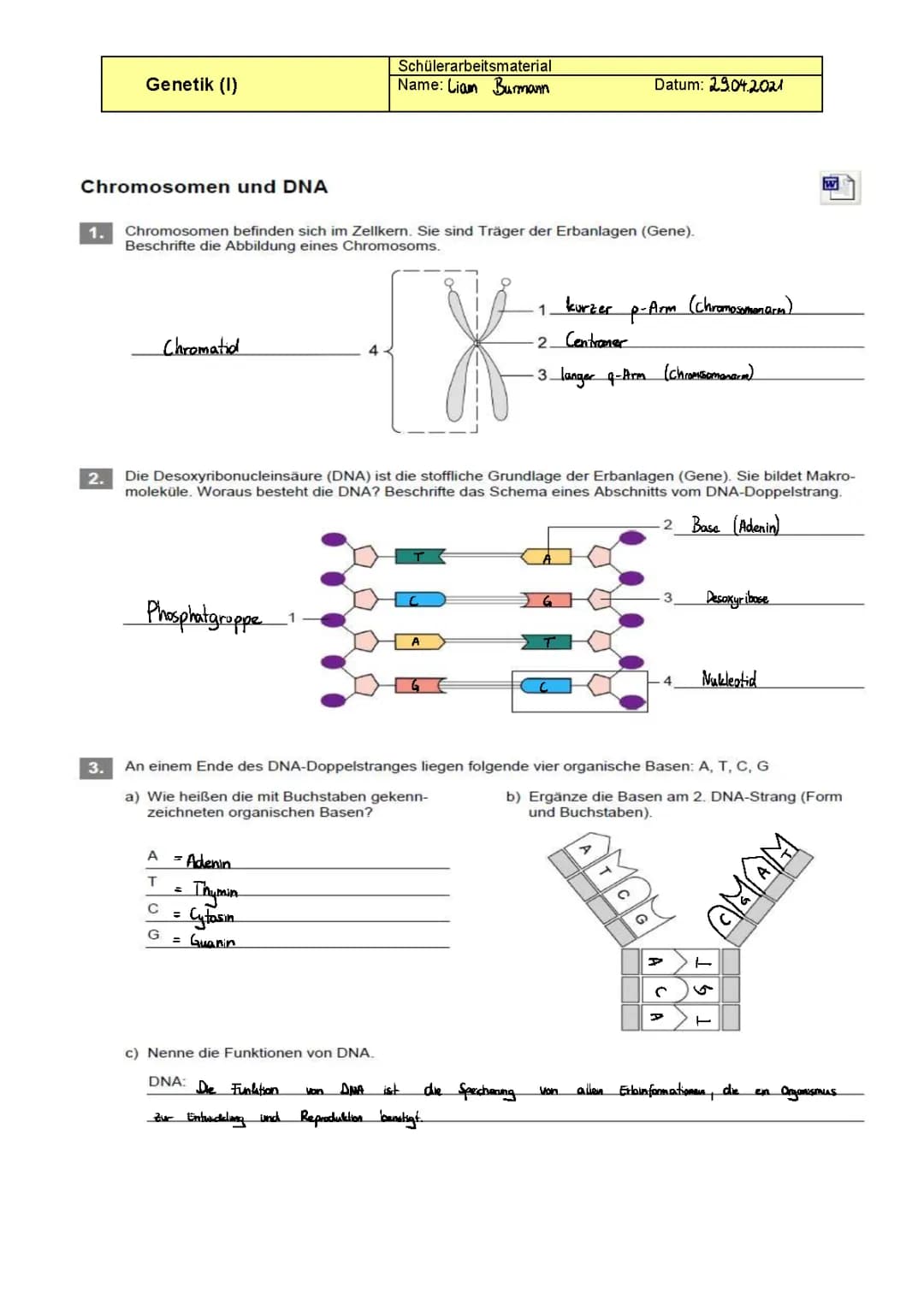 Aufbau der DNA (und Chromosomen)