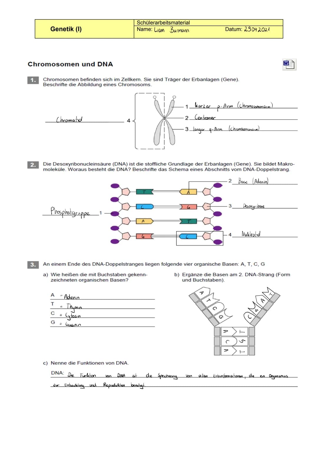 Chromosomen und DNA
1.
2.
Genetik (1)
3.
Chromosomen befinden sich im Zellkern. Sie sind Träger der Erbanlagen (Gene).
Beschrifte die Abbild