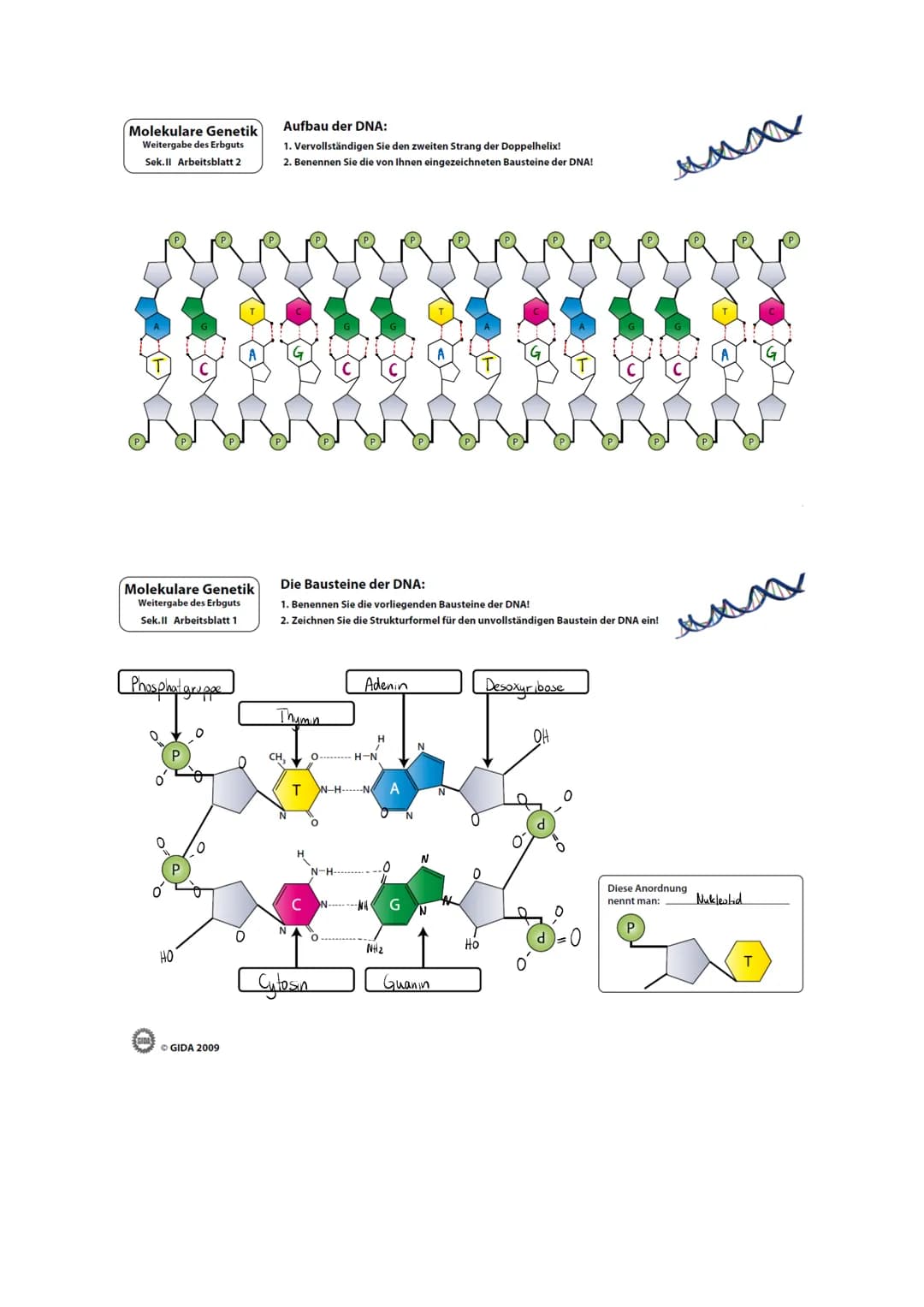 Chromosomen und DNA
1.
2.
Genetik (1)
3.
Chromosomen befinden sich im Zellkern. Sie sind Träger der Erbanlagen (Gene).
Beschrifte die Abbild