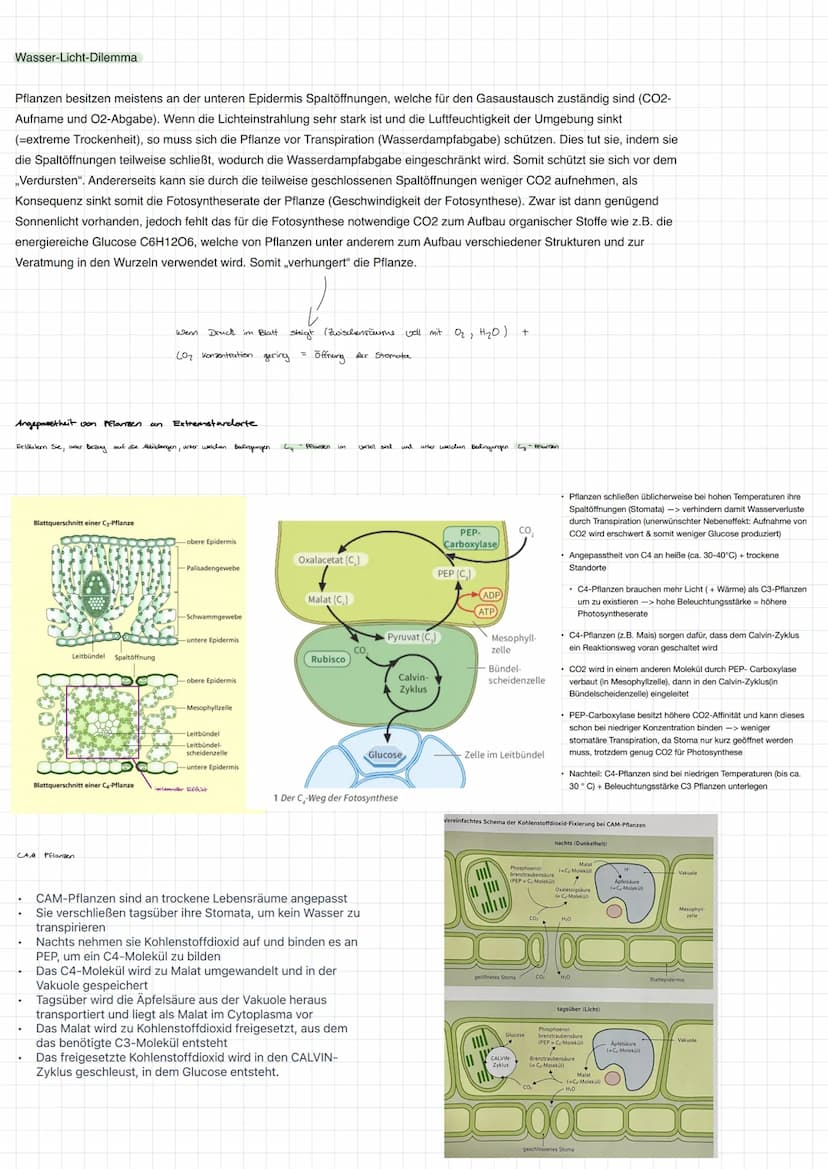 Grundbegriffe Ökologie
Biosphäre
Ökosystem Übersicht
Ökosystem
Biotop
Biozönose
abiotische Faktoren
biotische Faktoren
Biosphäre Gesamtheit 