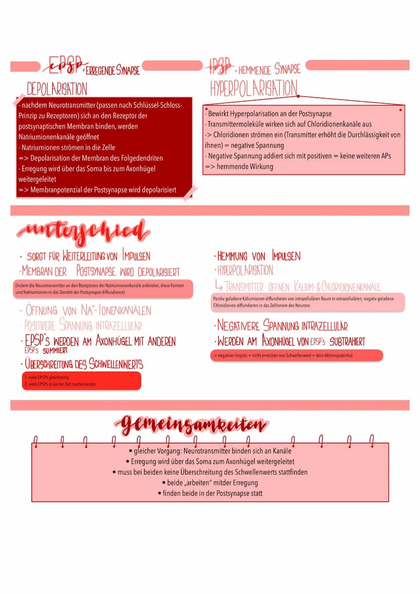 schemische synapsen
.
●
AUFBAU UND FU
Aktionspotenzial im
Endknöpfchen
präsynaptische
Zelle
(Präsynapse)
0
-70
AP erreicht Endknöpfchen
> Sp