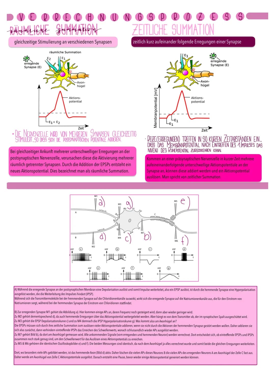 schemische synapsen
.
●
AUFBAU UND FU
Aktionspotenzial im
Endknöpfchen
präsynaptische
Zelle
(Präsynapse)
0
-70
AP erreicht Endknöpfchen
> Sp