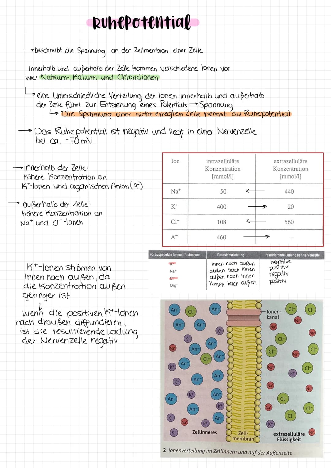 Ruhepotential
-beschreibt die Spannung an der Zellmembran einer Zelle
Innerhalb und außerhalb der Zelle kommen verschiedene lonen vor
Wie: N
