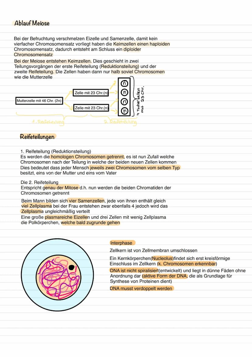 
<h2 id="derhaploidechromosomensatzbeikeimzellen">Der haploide Chromosomensatz bei Keimzellen</h2>
<p>Bei den Zellkernen der Keimzellen, wie