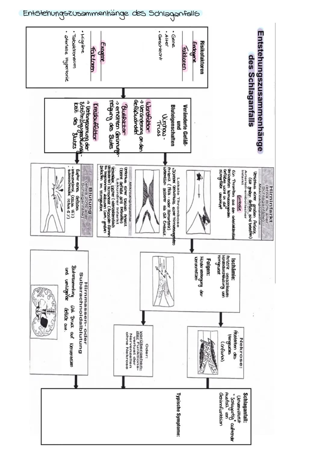Entstehungszusammenhänge des Schlaganfalls
Entstehungszusammenhänge
des Schlaganfalls
Risikofaktoren
Endogene
Faktoren
• Gene
• Alter
.
Gesc