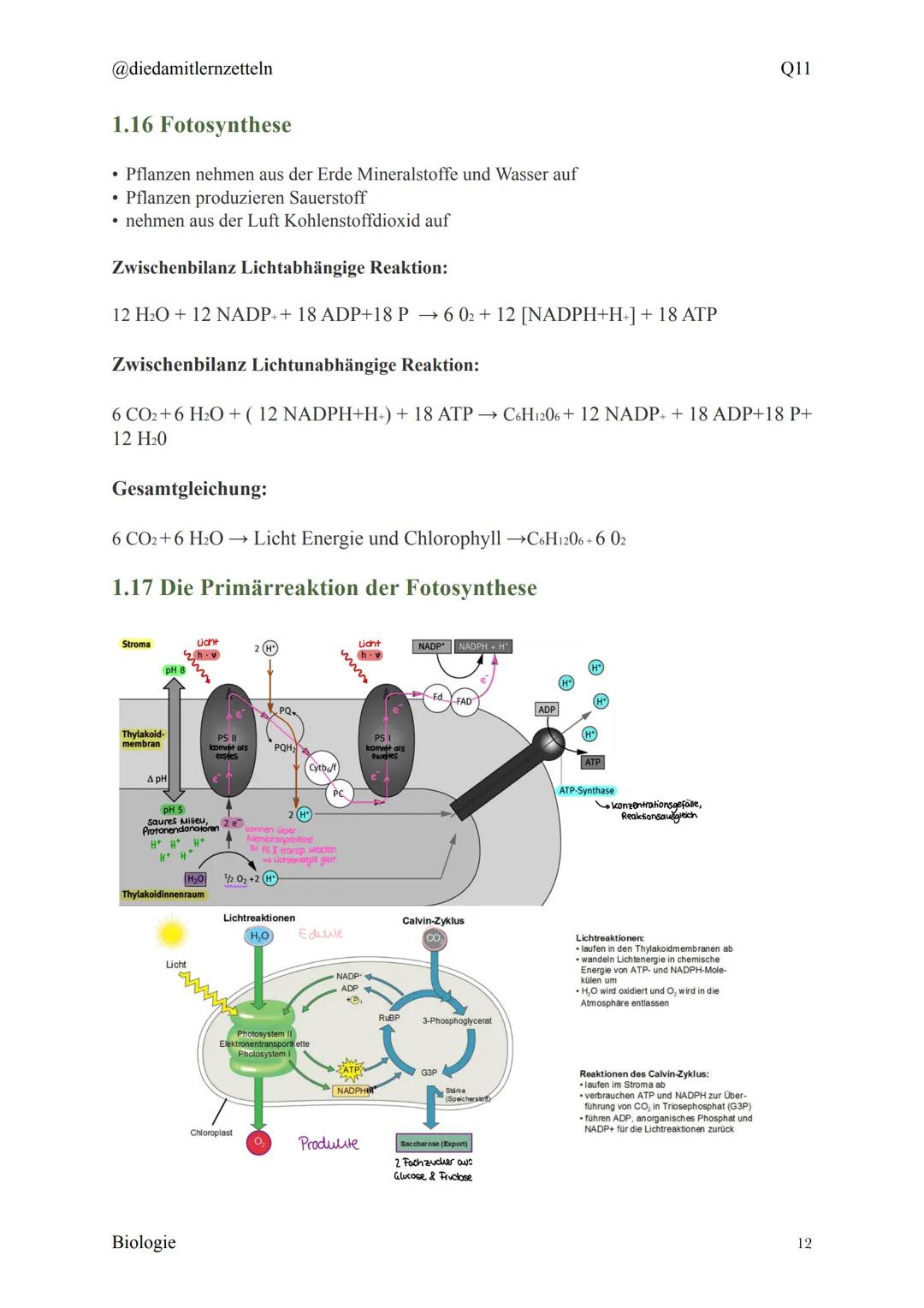 @diedamitlernzetteln
Biologie Zusammenfassung Q11
Biologie Zusammenfassung Q11
1.1 Organisation und Funktion der Zelle
1.2 Bau und Funktion 