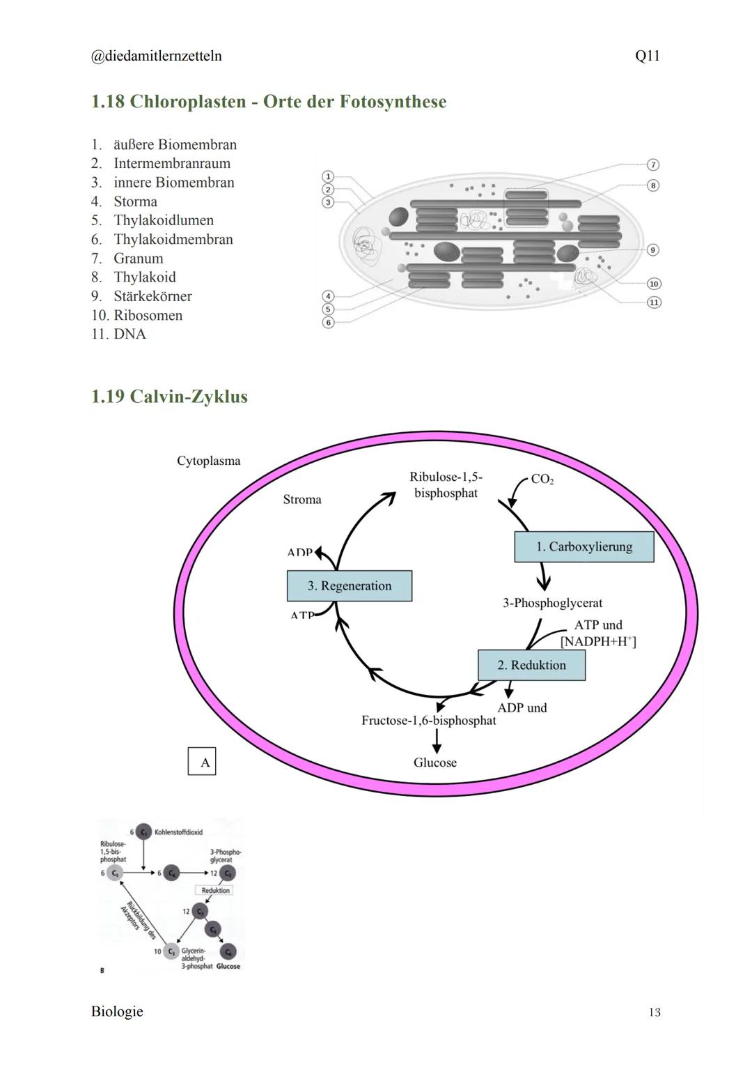 @diedamitlernzetteln
Biologie Zusammenfassung Q11
Biologie Zusammenfassung Q11
1.1 Organisation und Funktion der Zelle
1.2 Bau und Funktion 