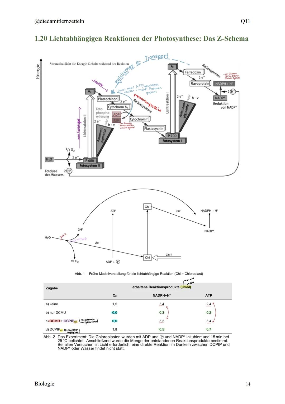 @diedamitlernzetteln
Biologie Zusammenfassung Q11
Biologie Zusammenfassung Q11
1.1 Organisation und Funktion der Zelle
1.2 Bau und Funktion 