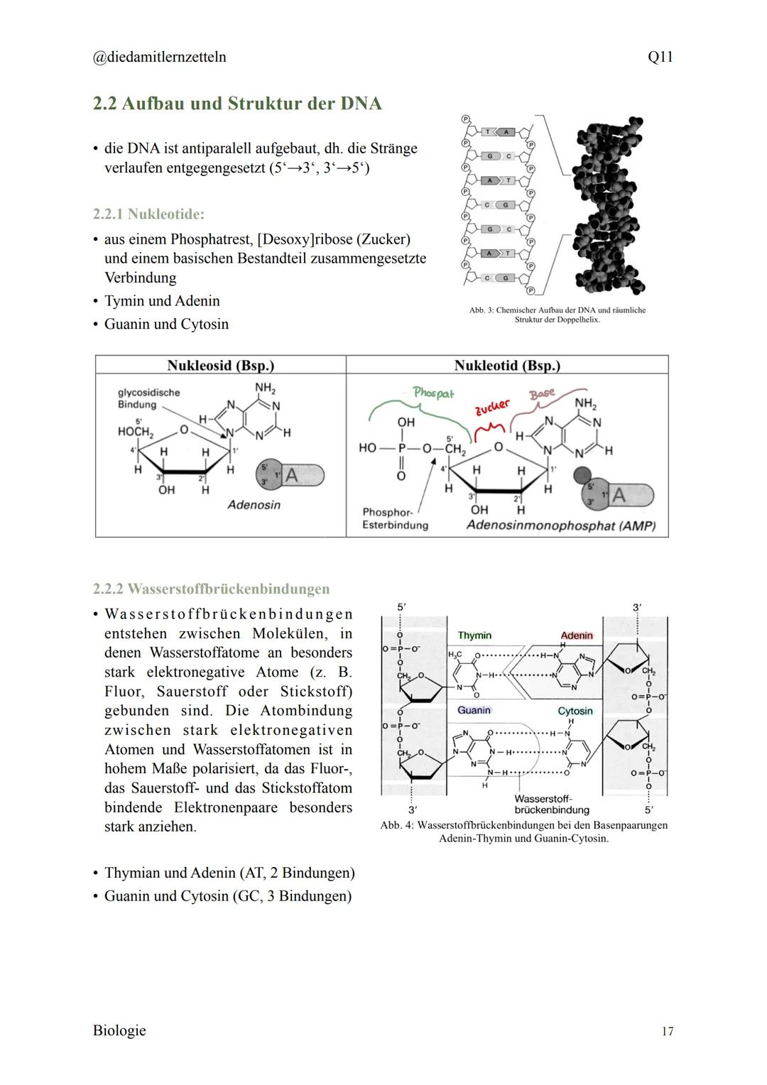 @diedamitlernzetteln
Biologie Zusammenfassung Q11
Biologie Zusammenfassung Q11
1.1 Organisation und Funktion der Zelle
1.2 Bau und Funktion 