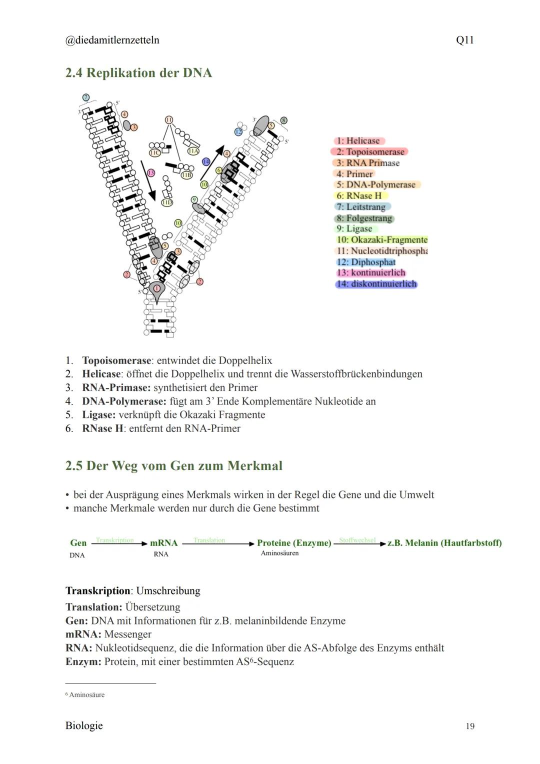 @diedamitlernzetteln
Biologie Zusammenfassung Q11
Biologie Zusammenfassung Q11
1.1 Organisation und Funktion der Zelle
1.2 Bau und Funktion 