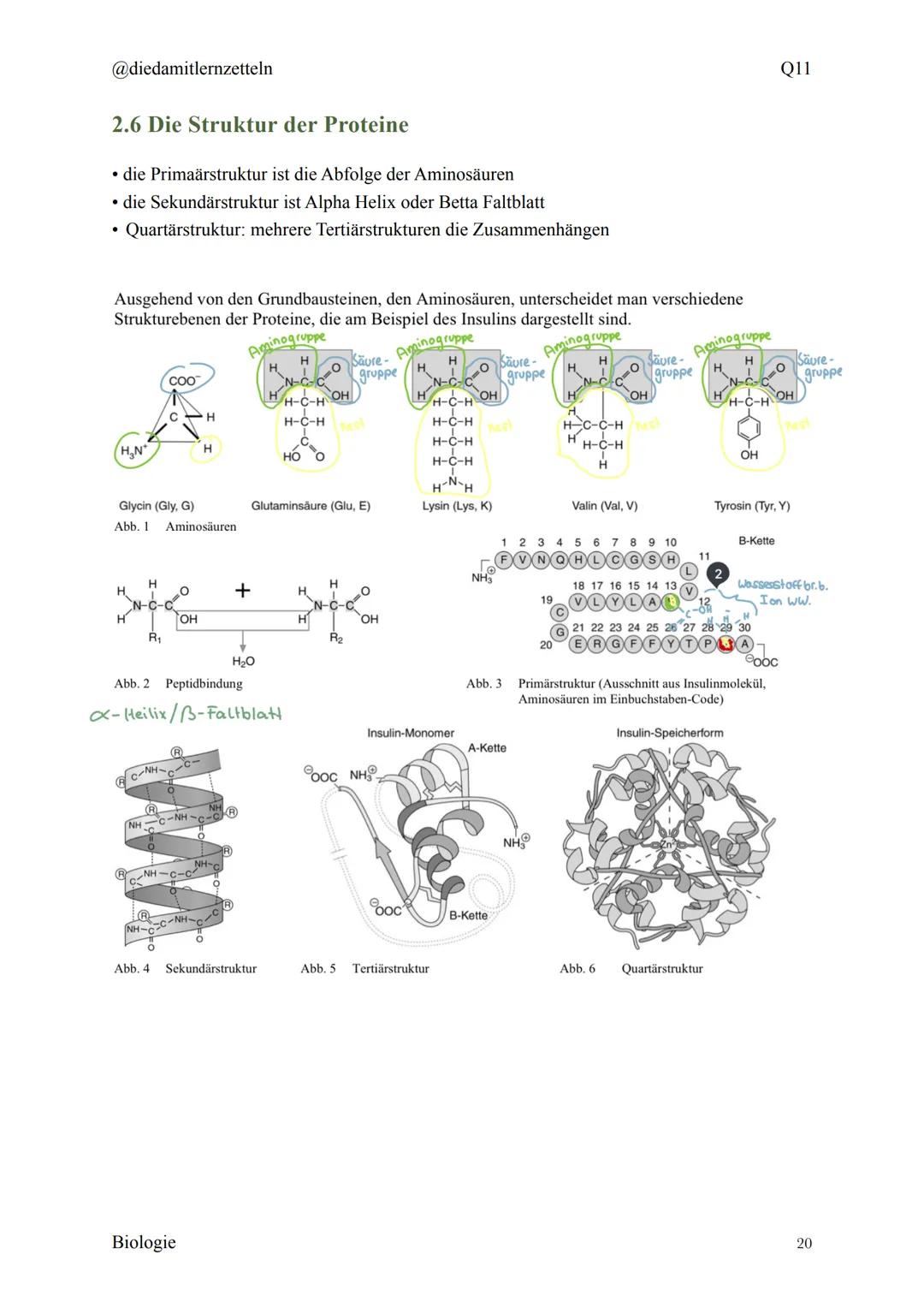 @diedamitlernzetteln
Biologie Zusammenfassung Q11
Biologie Zusammenfassung Q11
1.1 Organisation und Funktion der Zelle
1.2 Bau und Funktion 