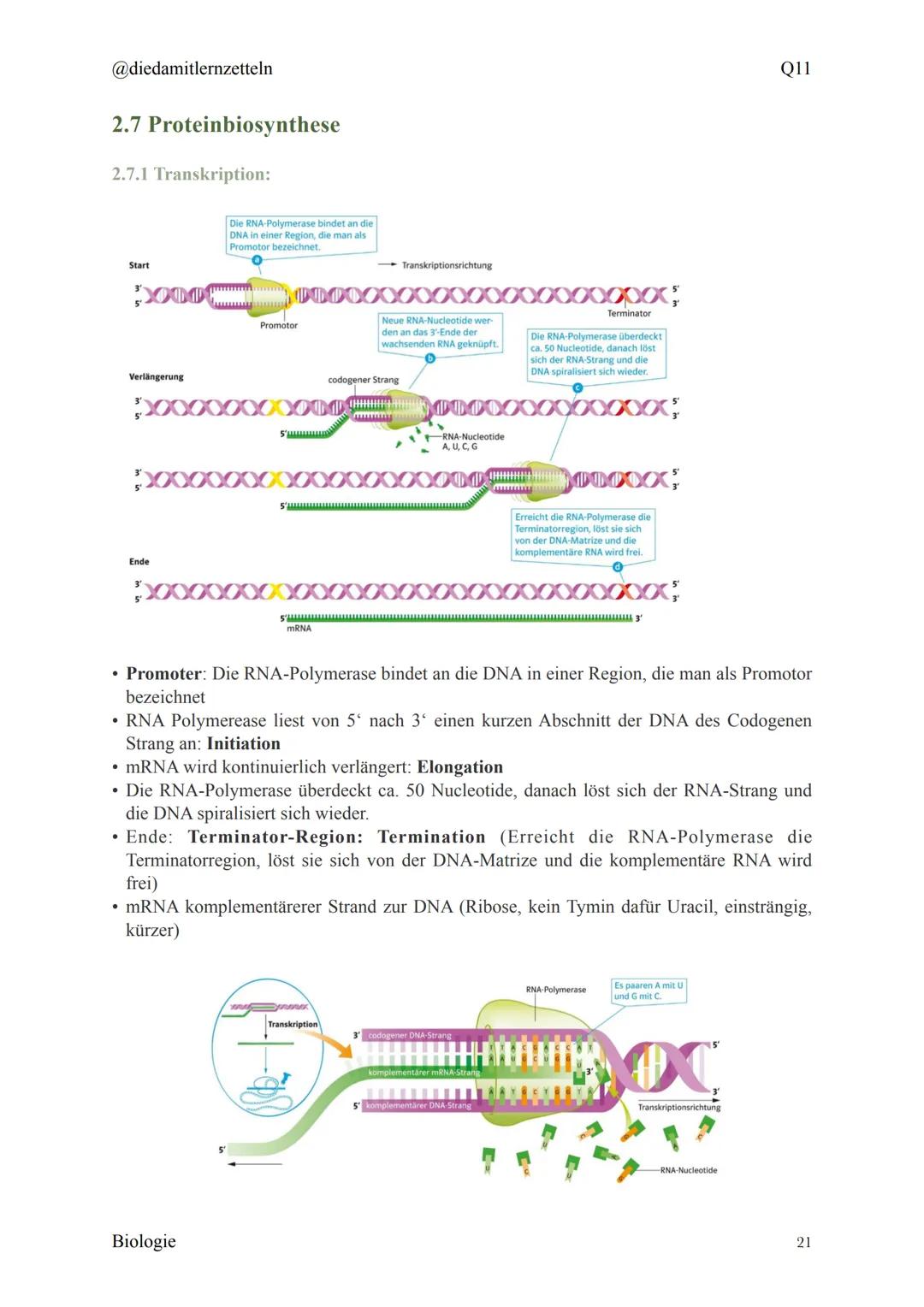 @diedamitlernzetteln
Biologie Zusammenfassung Q11
Biologie Zusammenfassung Q11
1.1 Organisation und Funktion der Zelle
1.2 Bau und Funktion 