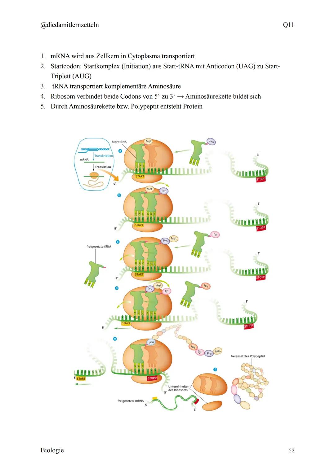 @diedamitlernzetteln
Biologie Zusammenfassung Q11
Biologie Zusammenfassung Q11
1.1 Organisation und Funktion der Zelle
1.2 Bau und Funktion 