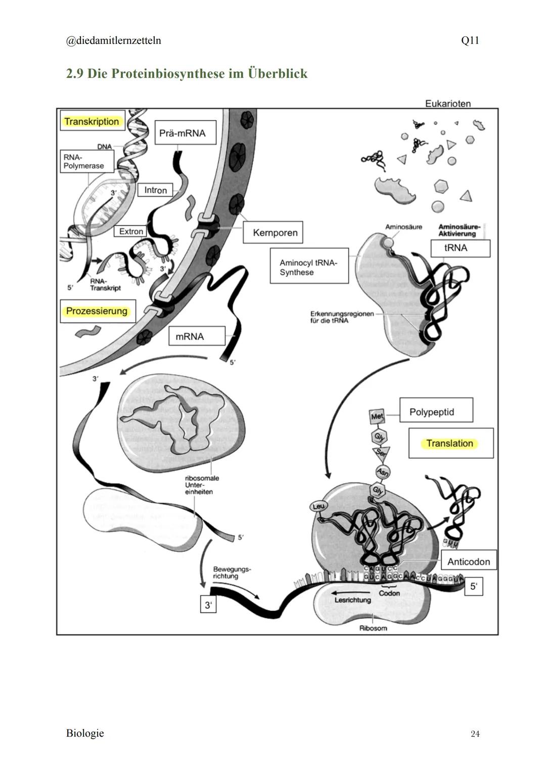 @diedamitlernzetteln
Biologie Zusammenfassung Q11
Biologie Zusammenfassung Q11
1.1 Organisation und Funktion der Zelle
1.2 Bau und Funktion 