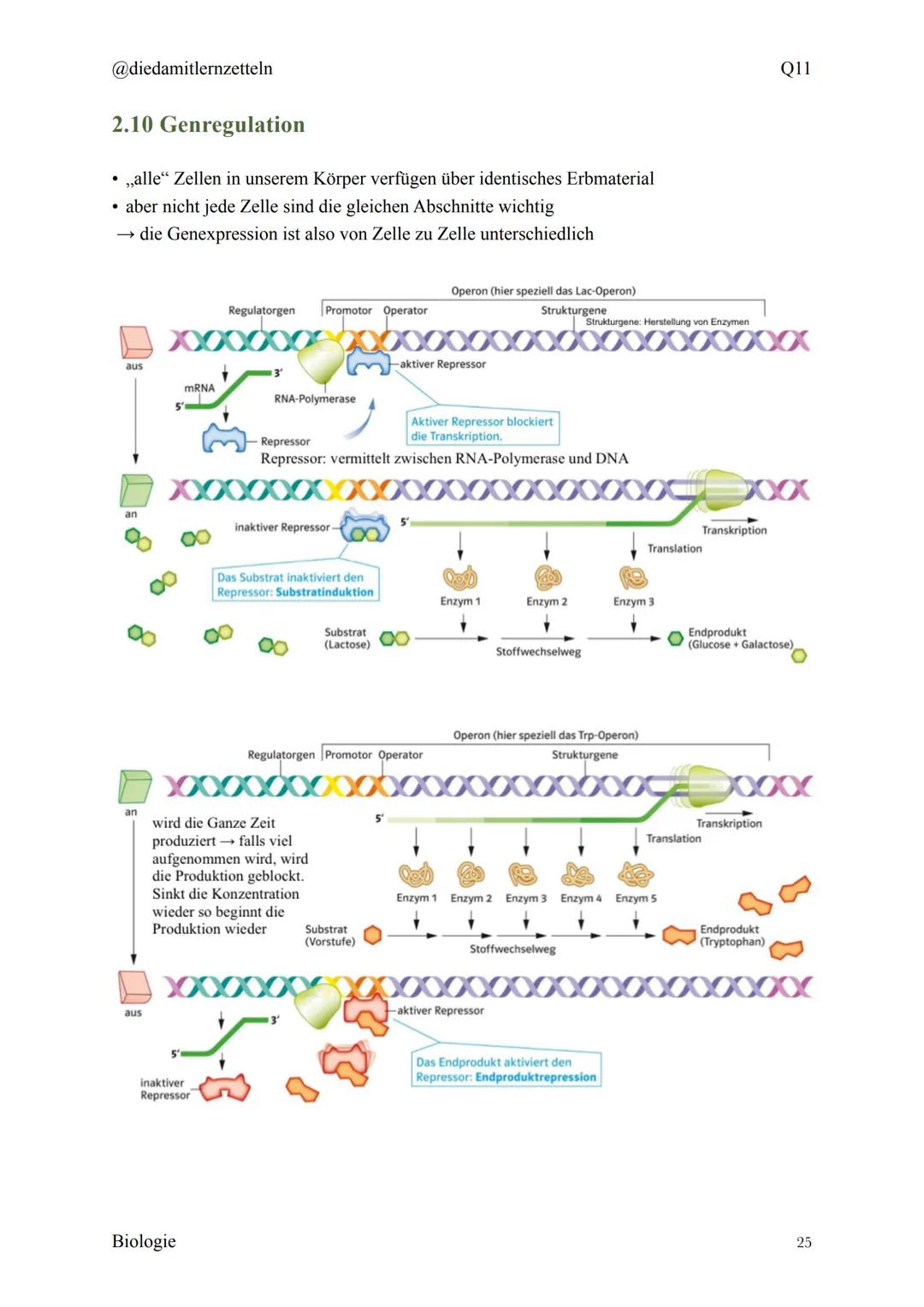 @diedamitlernzetteln
Biologie Zusammenfassung Q11
Biologie Zusammenfassung Q11
1.1 Organisation und Funktion der Zelle
1.2 Bau und Funktion 