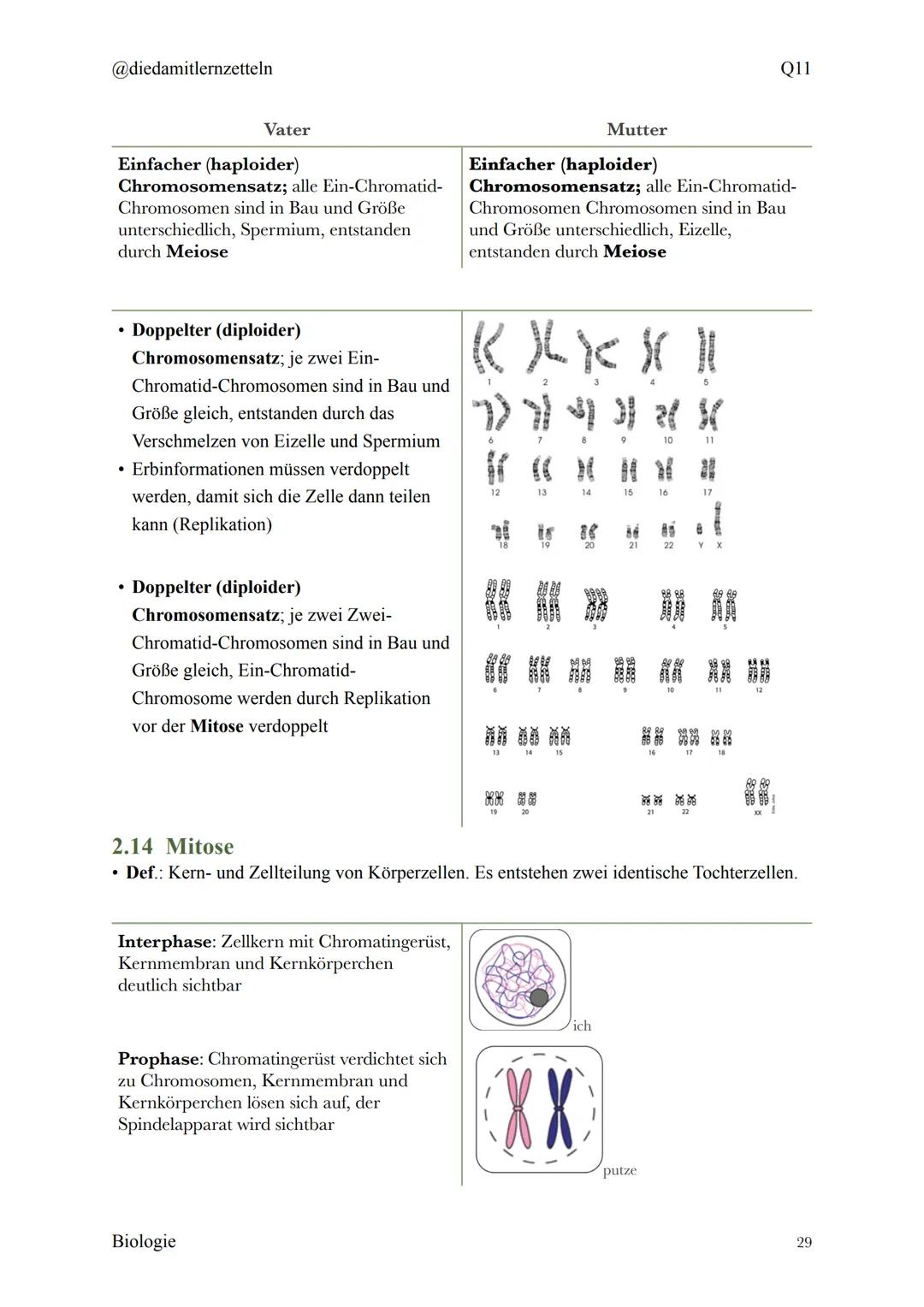 @diedamitlernzetteln
Biologie Zusammenfassung Q11
Biologie Zusammenfassung Q11
1.1 Organisation und Funktion der Zelle
1.2 Bau und Funktion 