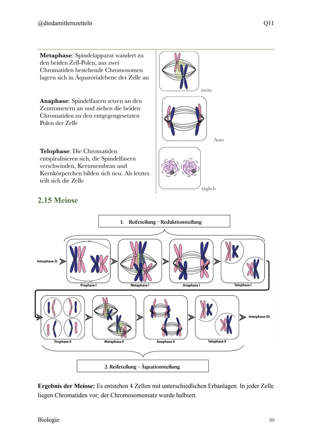 @diedamitlernzetteln
Biologie Zusammenfassung Q11
Biologie Zusammenfassung Q11
1.1 Organisation und Funktion der Zelle
1.2 Bau und Funktion 