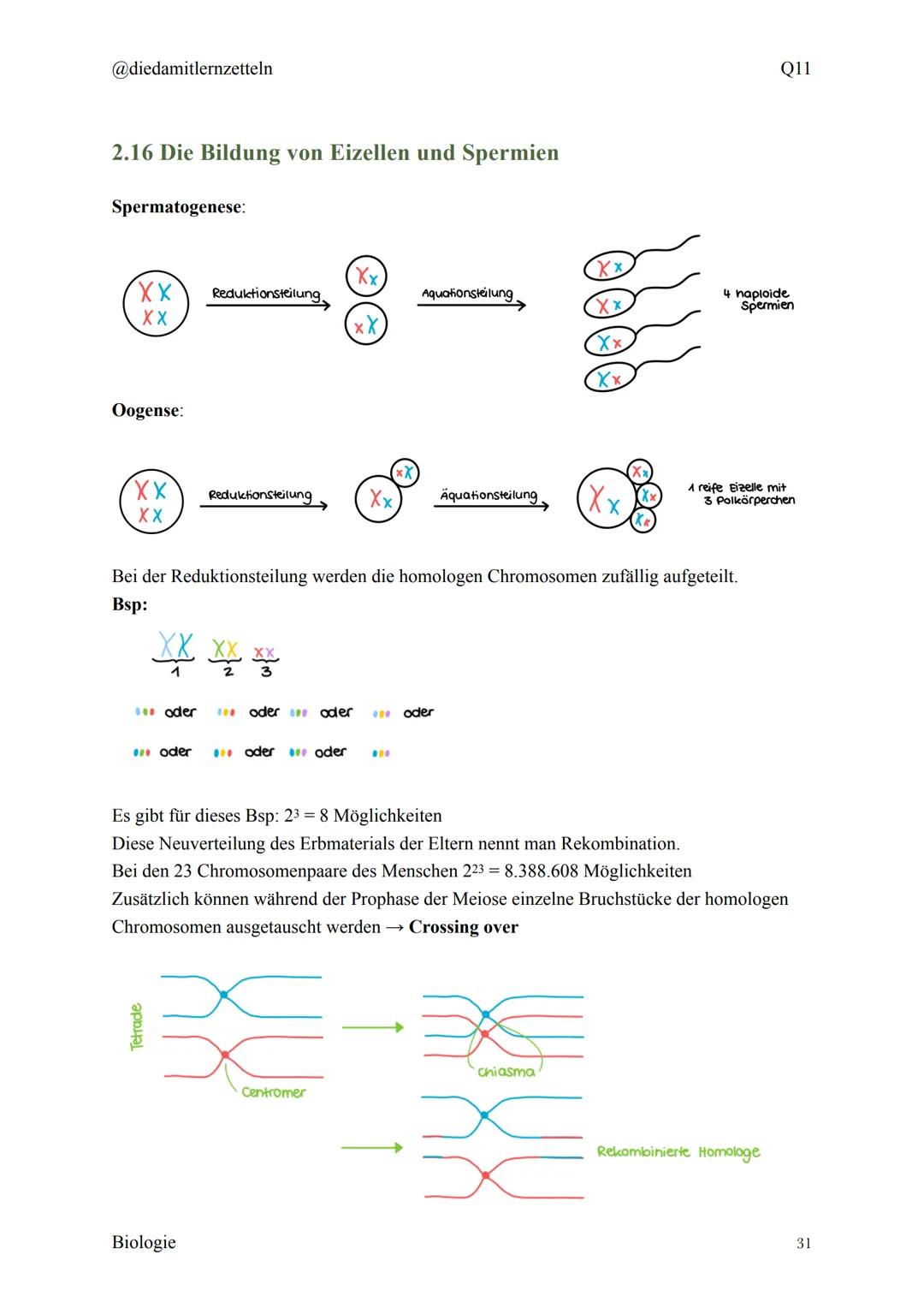 @diedamitlernzetteln
Biologie Zusammenfassung Q11
Biologie Zusammenfassung Q11
1.1 Organisation und Funktion der Zelle
1.2 Bau und Funktion 