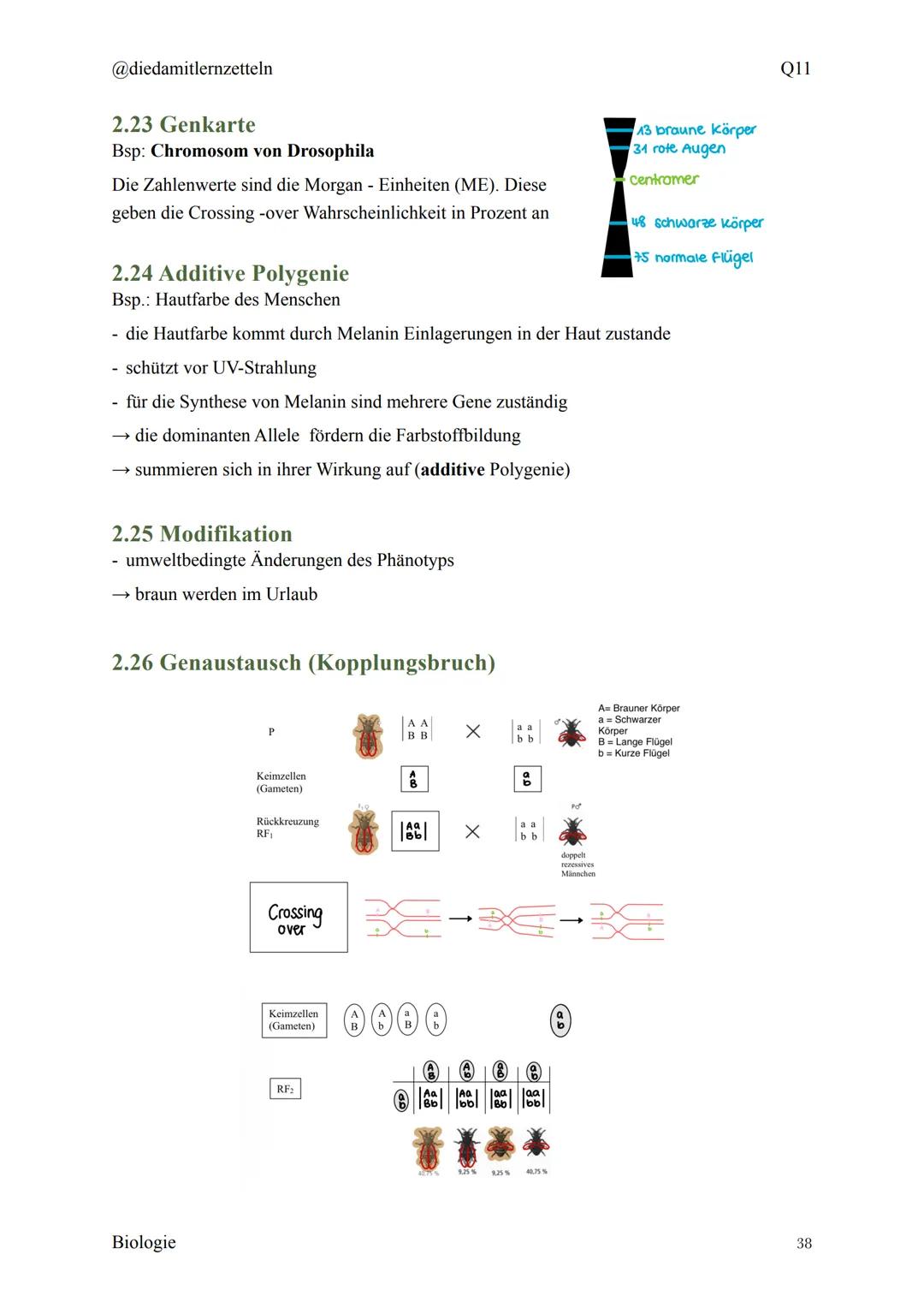 @diedamitlernzetteln
Biologie Zusammenfassung Q11
Biologie Zusammenfassung Q11
1.1 Organisation und Funktion der Zelle
1.2 Bau und Funktion 