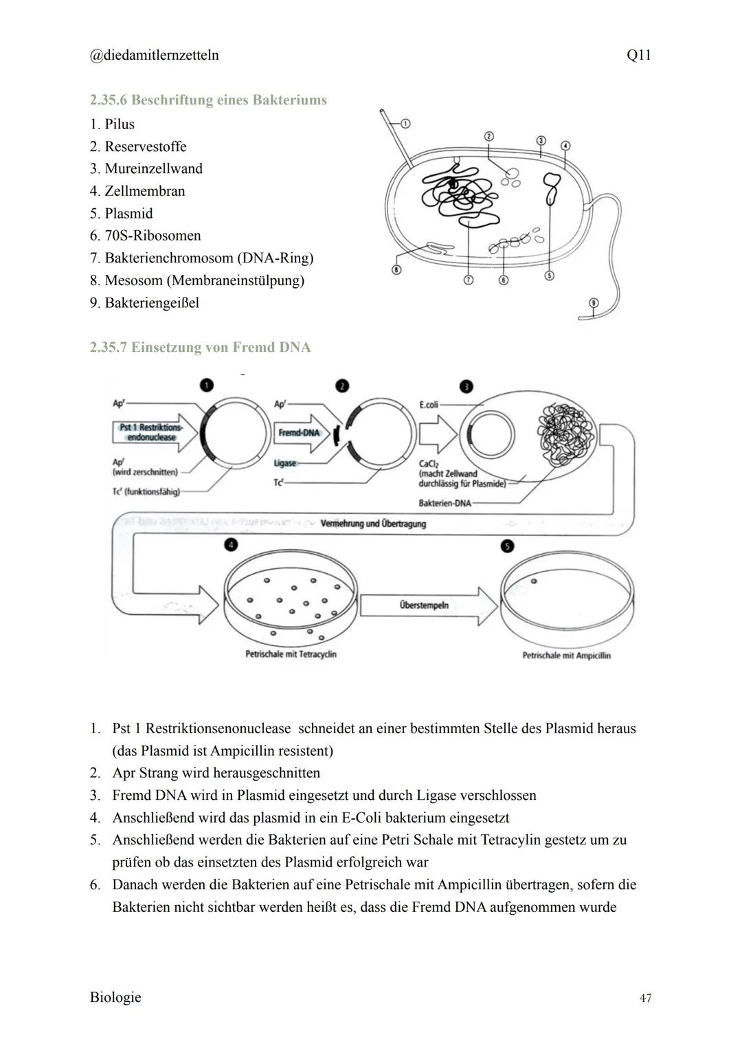 @diedamitlernzetteln
Biologie Zusammenfassung Q11
Biologie Zusammenfassung Q11
1.1 Organisation und Funktion der Zelle
1.2 Bau und Funktion 