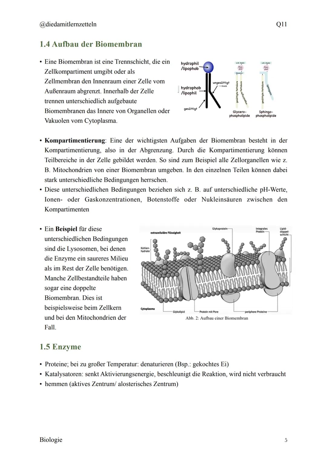 @diedamitlernzetteln
Biologie Zusammenfassung Q11
Biologie Zusammenfassung Q11
1.1 Organisation und Funktion der Zelle
1.2 Bau und Funktion 