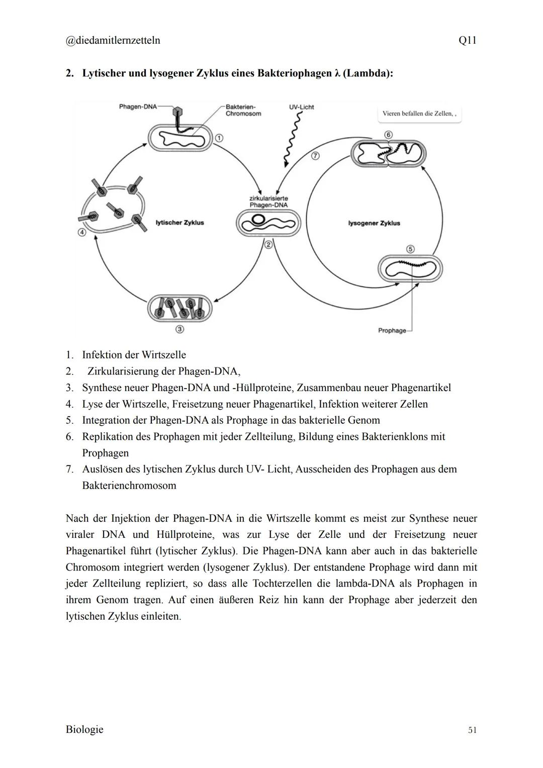 @diedamitlernzetteln
Biologie Zusammenfassung Q11
Biologie Zusammenfassung Q11
1.1 Organisation und Funktion der Zelle
1.2 Bau und Funktion 