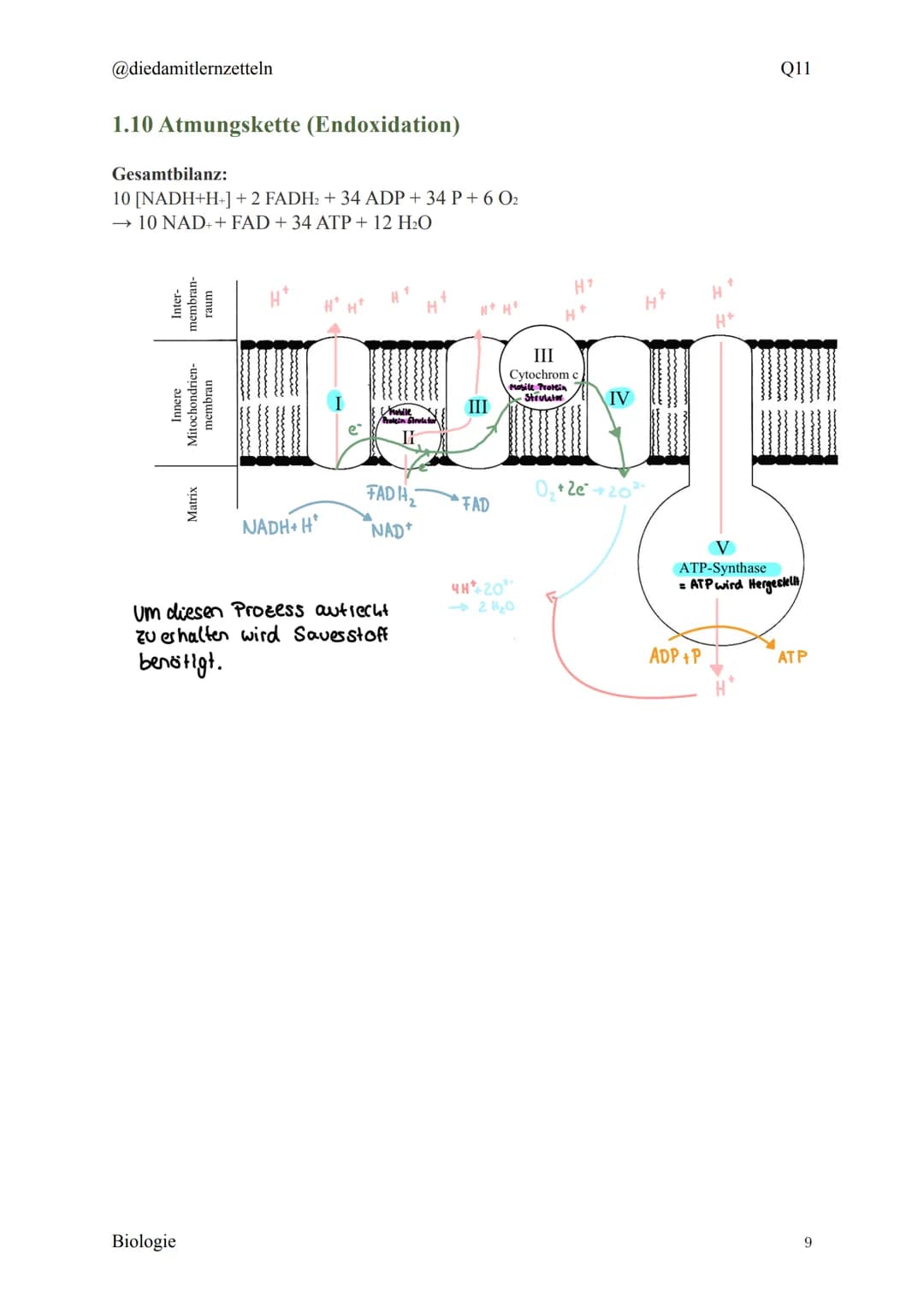 @diedamitlernzetteln
Biologie Zusammenfassung Q11
Biologie Zusammenfassung Q11
1.1 Organisation und Funktion der Zelle
1.2 Bau und Funktion 