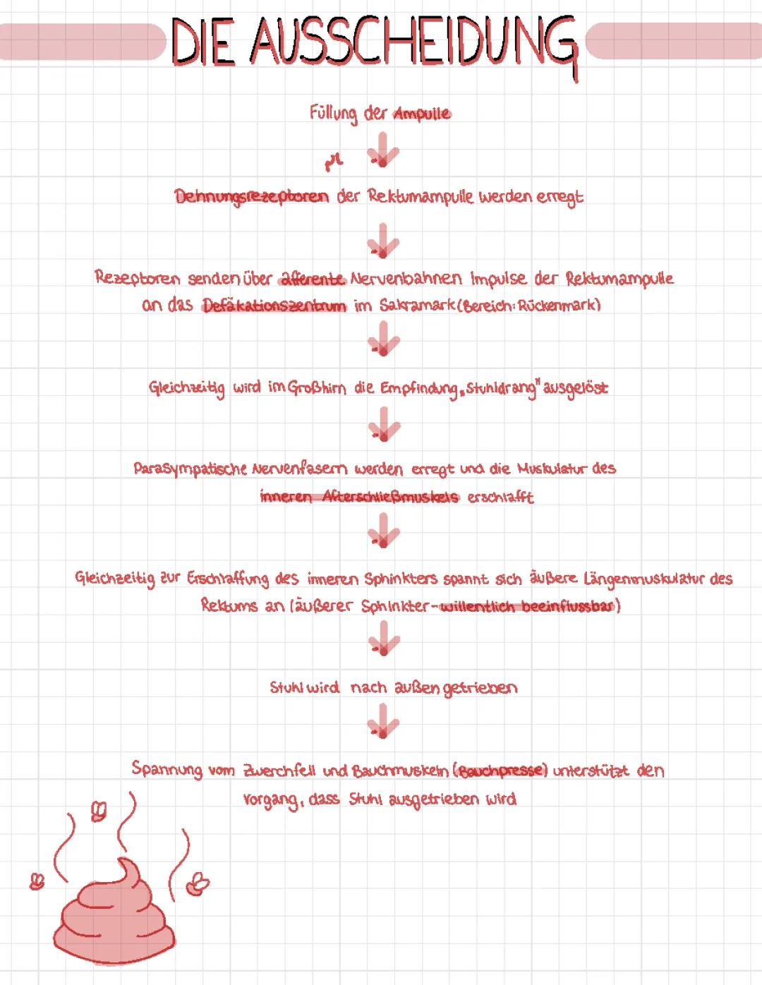 Ausscheidung