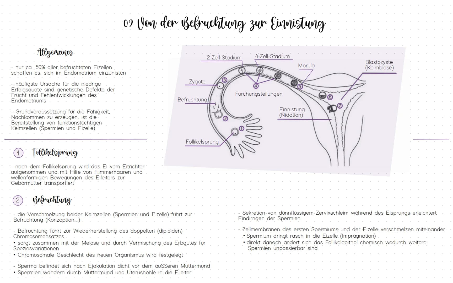 Allgemeines
- nur ca. 50% aller befruchteten Eizellen
schaffen es, sich im Endometrium einzunisten
.- häufigste Ursache für die niedrige
Erf