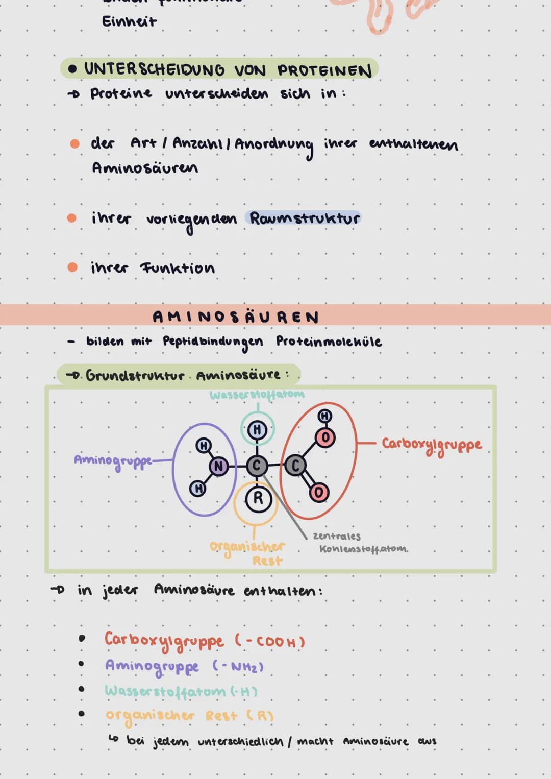 1.
Makromoleküle
Grundbaustein: Aminosäuren
+ Peptidlbindungen: Carboxyl gruppe reagiert unter wasser-
abspaltung mit Aminogruppe der Aminos