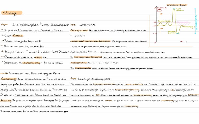 Atmung
At 1 Bedeutung der Fachbegriffe angeben
Dys-pnoe
Diaphragma Zwerchfell
Pleur a
Brust fell
Pneumonie Lungenentzündung
Pulmonal
die Lun