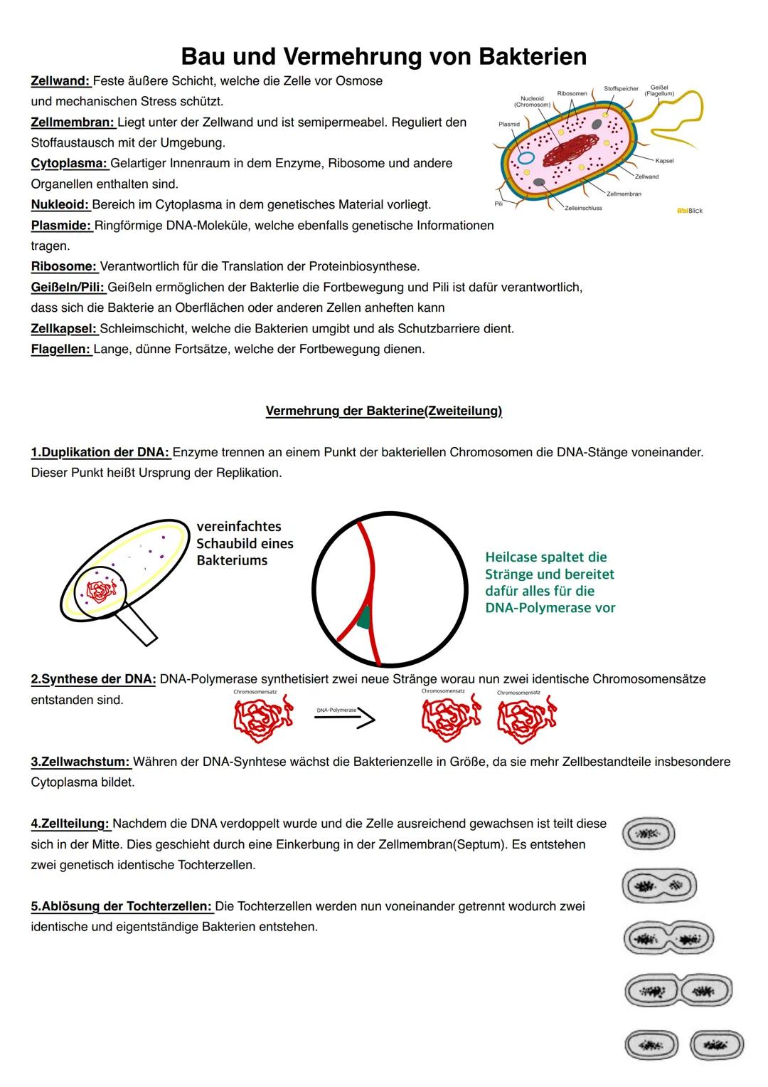 Bau und Vermehrung von Bakterien
Zellwand: Feste äußere Schicht, welche die Zelle vor Osmose
und mechanischen Stress schützt.
Zellmembran: L