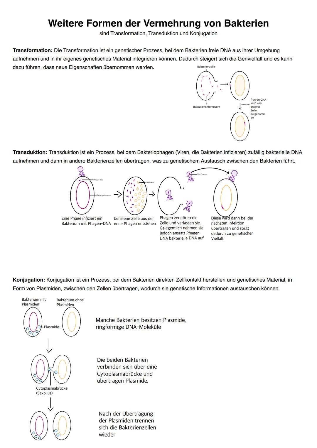 Bau und Vermehrung von Bakterien
Zellwand: Feste äußere Schicht, welche die Zelle vor Osmose
und mechanischen Stress schützt.
Zellmembran: L