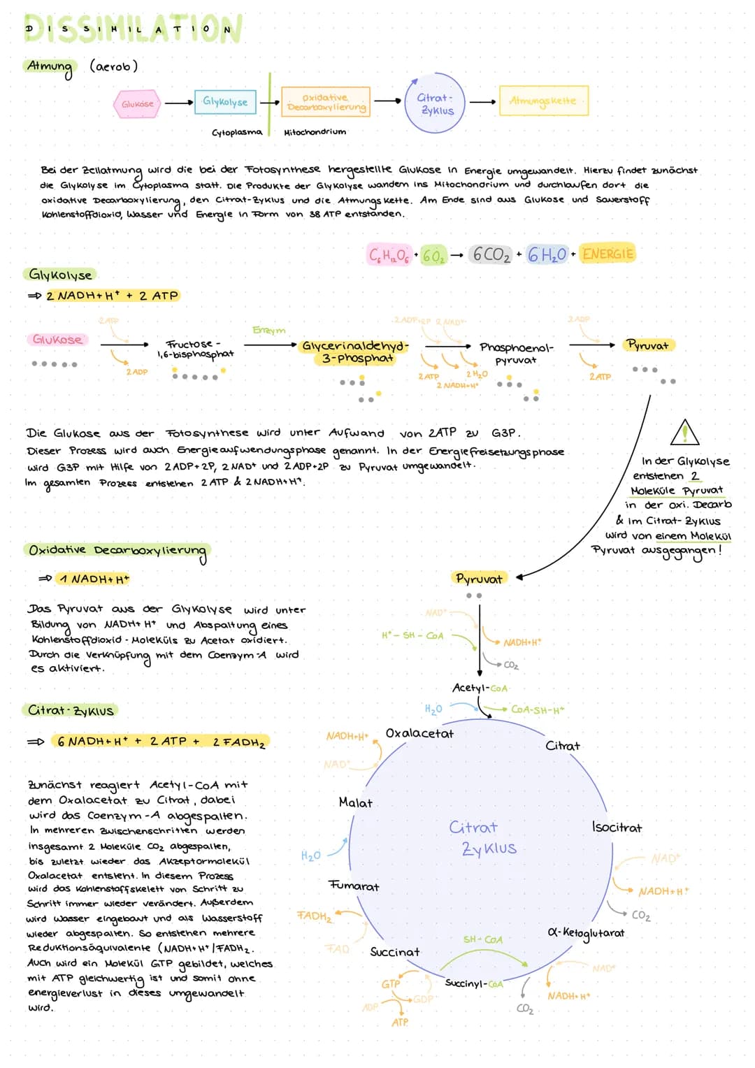DISSIMILATION
Atmung (aerob)
Glykolyse
2 NADH+H* + 2 ATP
Glukose
●●●●●
Glukose
Bei der Zellatmung wird die bei der Fotosynthese hergestellte