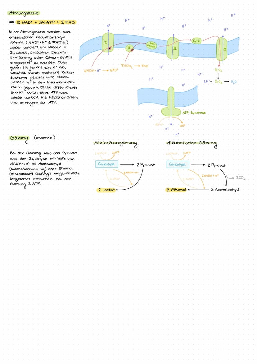 DISSIMILATION
Atmung (aerob)
Glykolyse
2 NADH+H* + 2 ATP
Glukose
●●●●●
Glukose
Bei der Zellatmung wird die bei der Fotosynthese hergestellte
