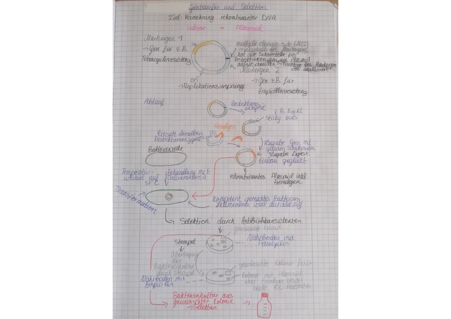 Markeigen 1
→→Gen für &.B.
Tetracyclinresistenz
Ablauf
gentransfer und Selektion
Ziel Vermehring rekombinanter DNA
Vektor
Plasmid
Temperatur