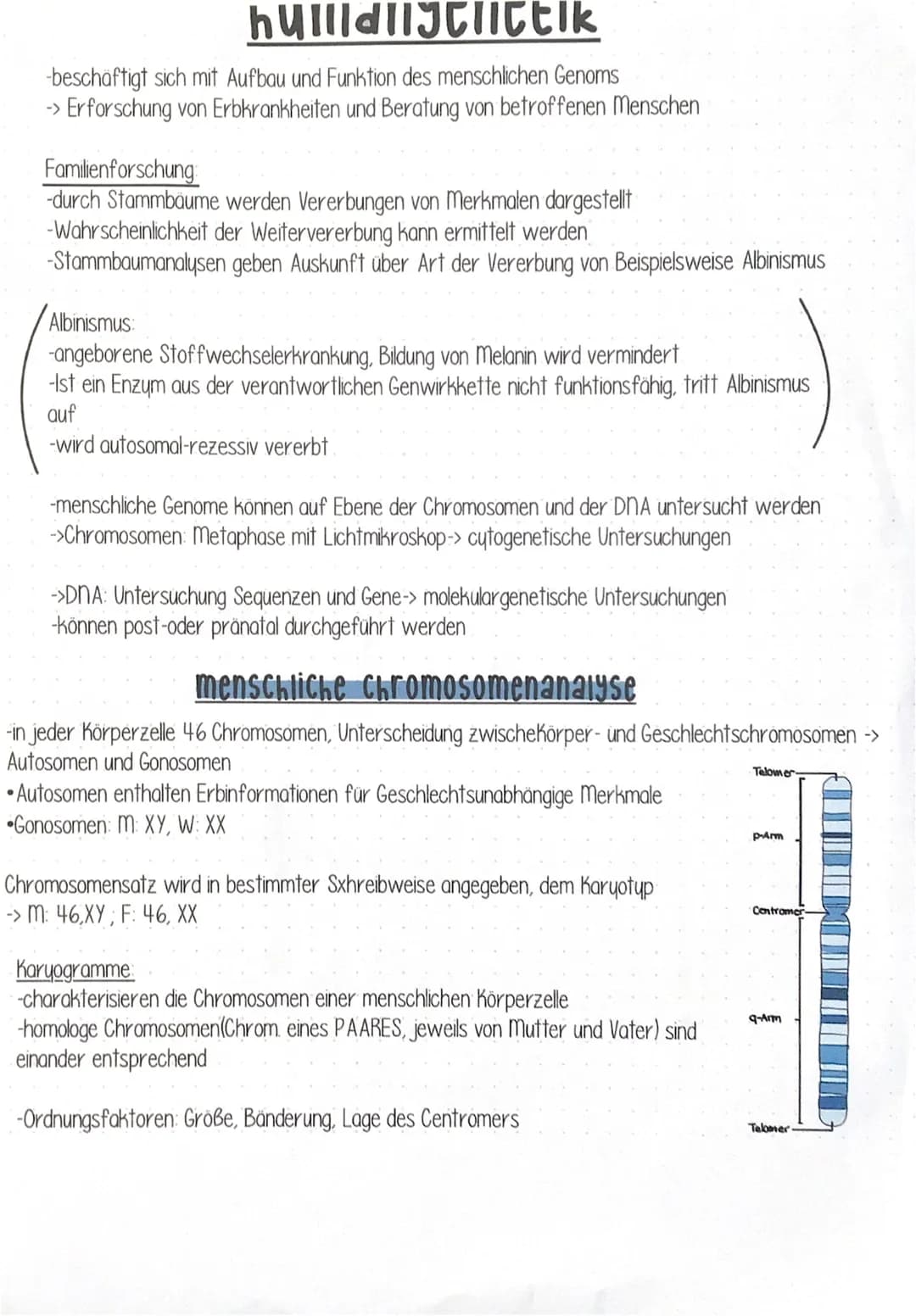 grundgegriffe genetik
CHROMOSOMEN: Struktur, auf der die Gene linear angeordnet sind. Centromer ist in der Mitte,
X-Form, in der Regel besit