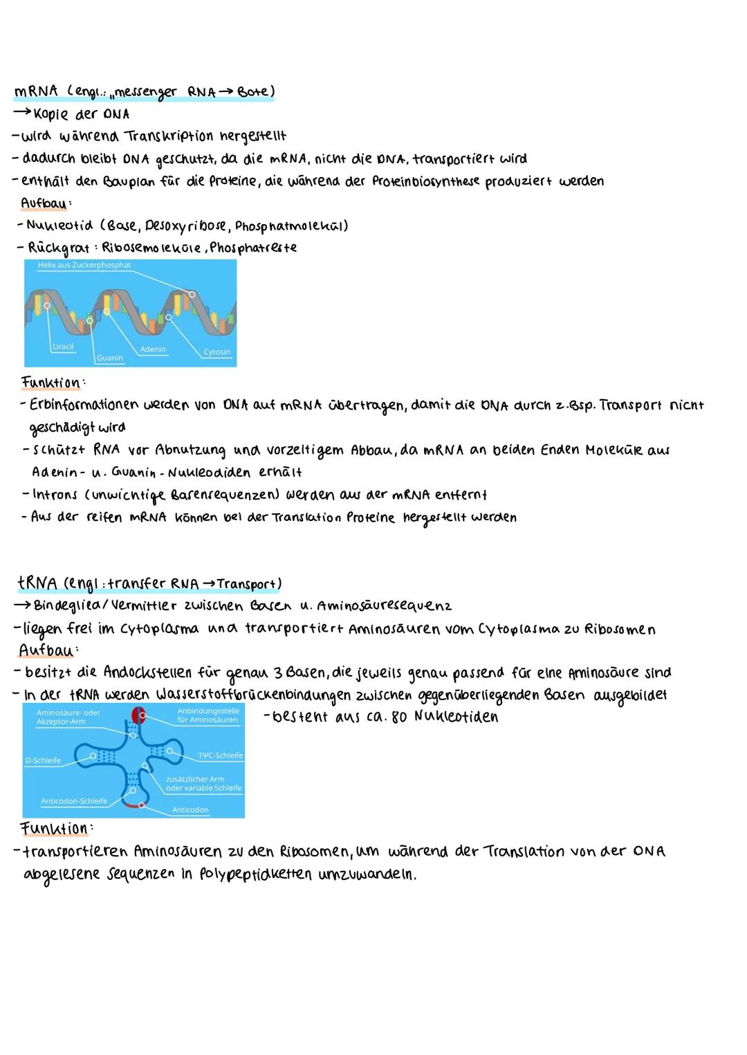 mRNA (engl.:,,messenger RNA → Bote)
→Kopie der DNA
-wird während Transkription hergestellt
- dadurch bleibt DNA geschutzt, da die mRNA, nich