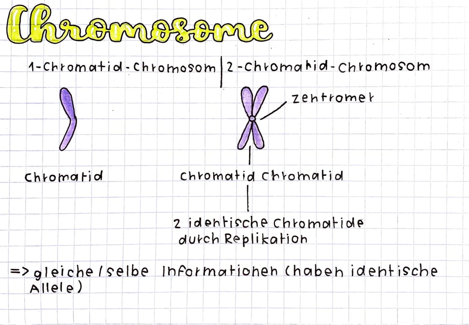 Chromosome
1- Chromatid-Chromosom 2-chromatid-Chromosom
J
Chromatid
| ²
zentromet
Chromatid chromatid
2 identische Chromatide
dutch Replikat