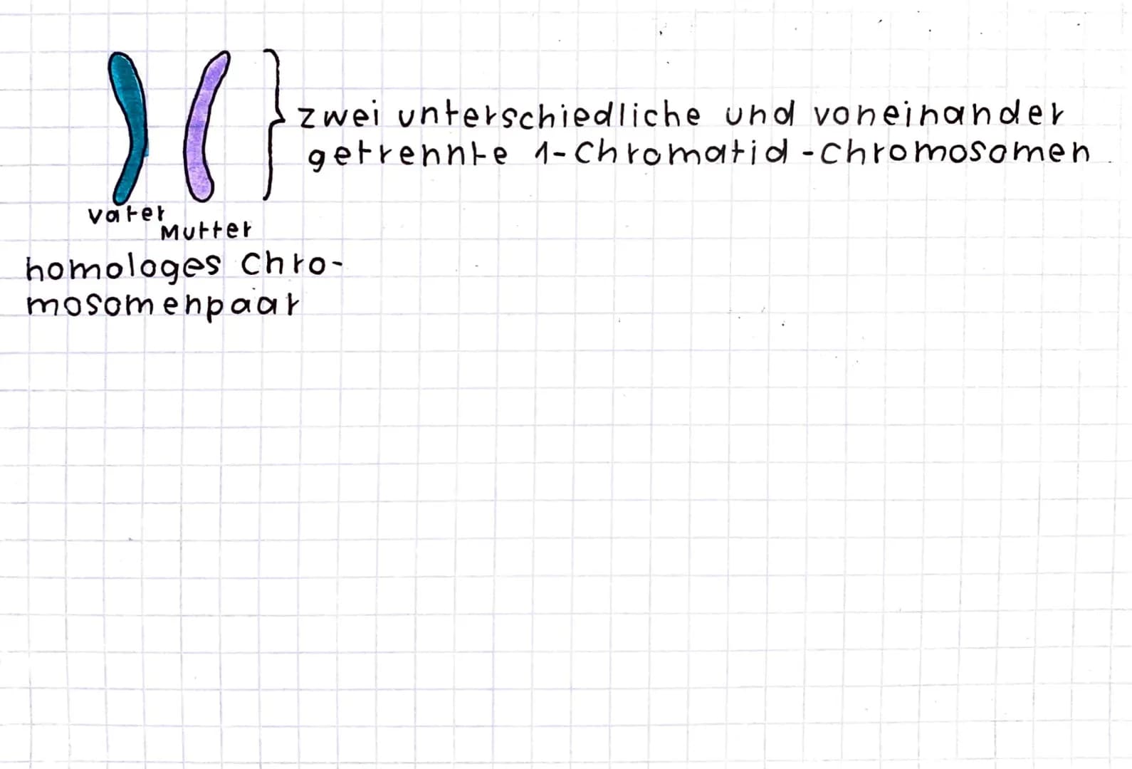 Chromosome
1- Chromatid-Chromosom 2-chromatid-Chromosom
J
Chromatid
| ²
zentromet
Chromatid chromatid
2 identische Chromatide
dutch Replikat