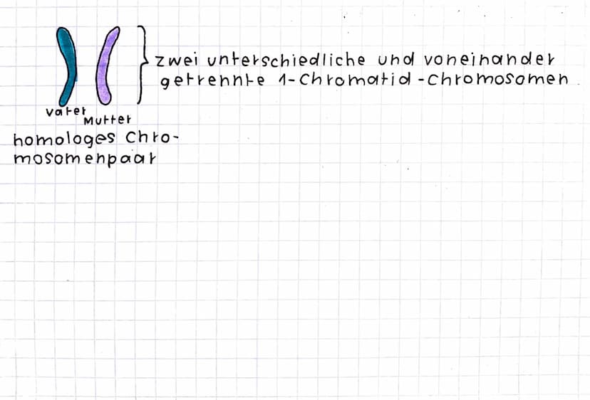 Chromosome
1- Chromatid-Chromosom 2-chromatid-Chromosom
J
Chromatid
| ²
zentromet
Chromatid chromatid
2 identische Chromatide
dutch Replikat