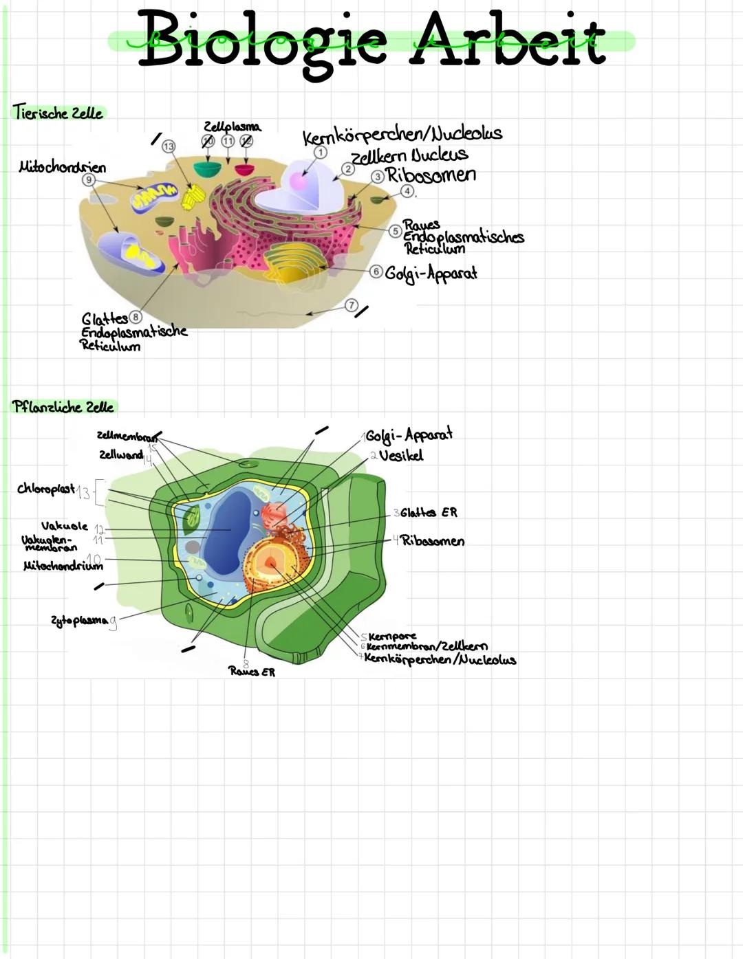 Tierische Zelle
Mitochondrien
Pflanzliche Zelle
Glattes
Endoplasmatische
Reticulum
chloroplast 13
Vakuole
Biologie Arbeit
Zellplasma Kerkörp