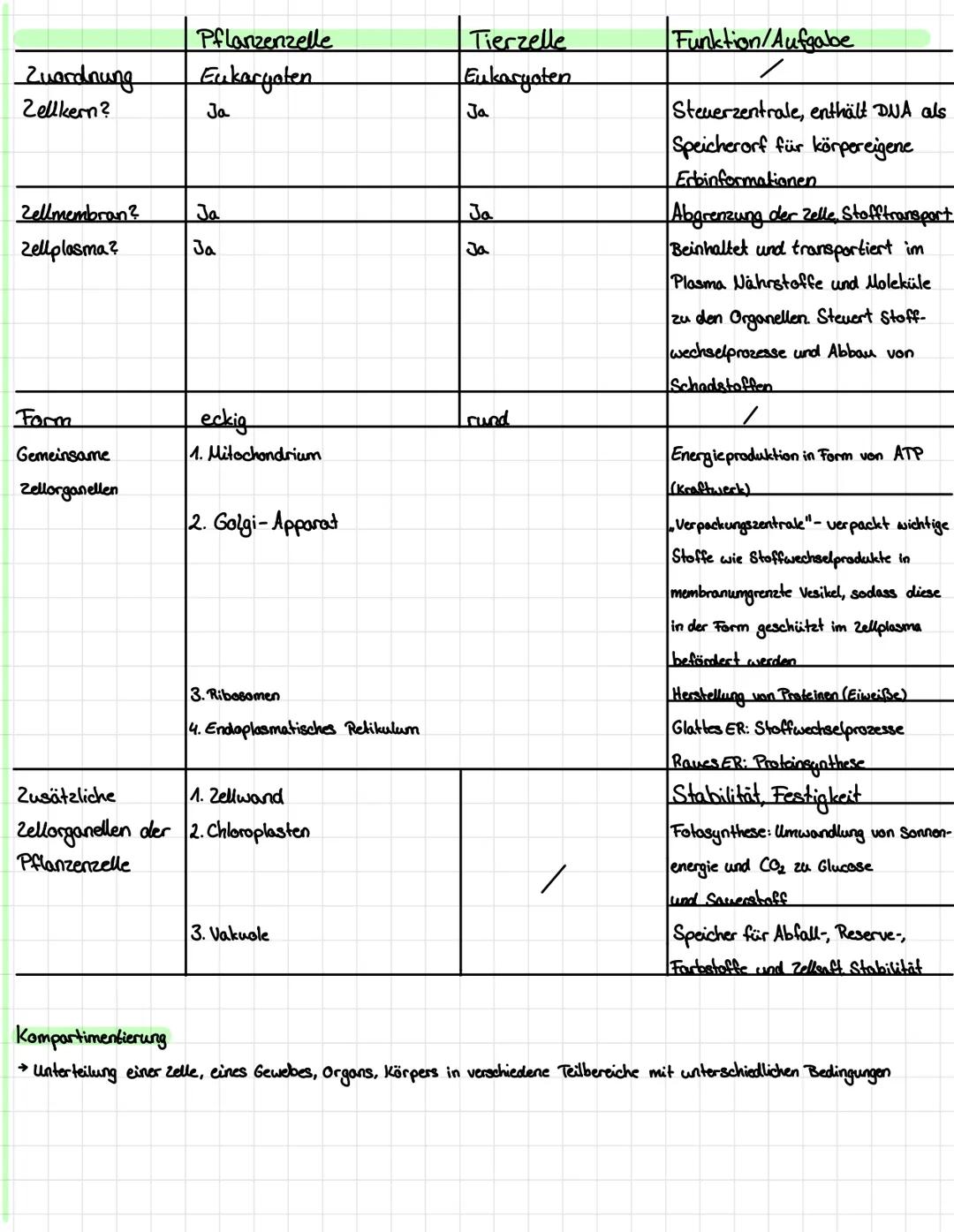 Tierische Zelle
Mitochondrien
Pflanzliche Zelle
Glattes
Endoplasmatische
Reticulum
chloroplast 13
Vakuole
Biologie Arbeit
Zellplasma Kerkörp