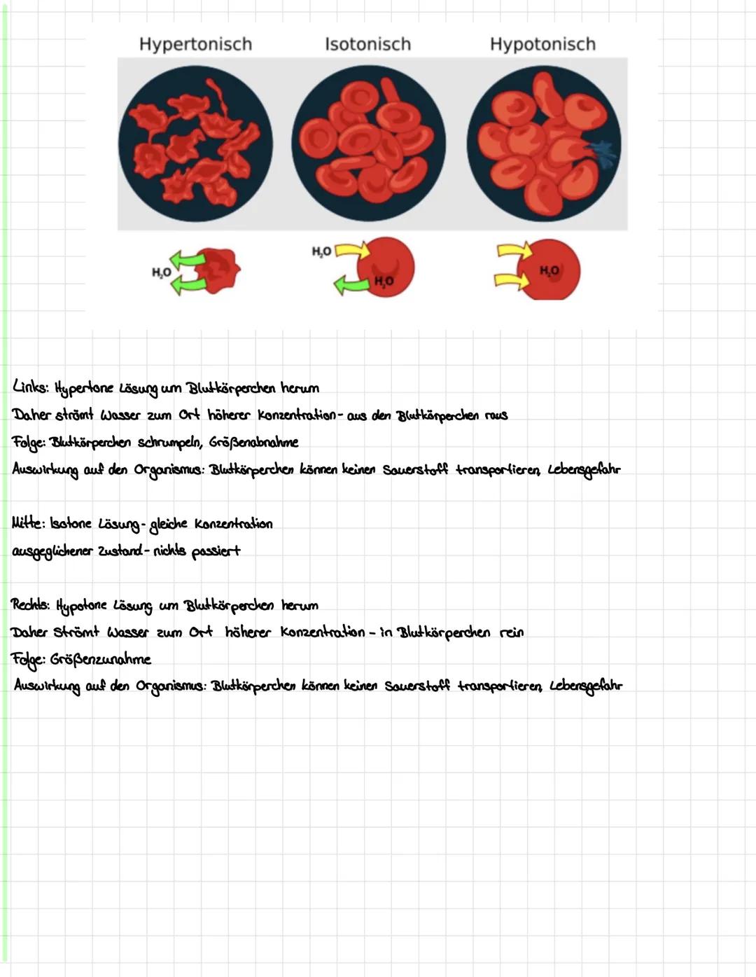 Tierische Zelle
Mitochondrien
Pflanzliche Zelle
Glattes
Endoplasmatische
Reticulum
chloroplast 13
Vakuole
Biologie Arbeit
Zellplasma Kerkörp
